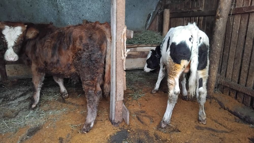 Vand 2 taurasi din minta artificiala