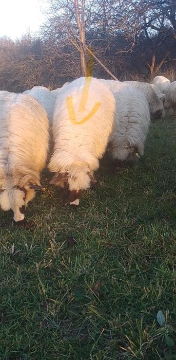 Vând șase oi bune de ținut
