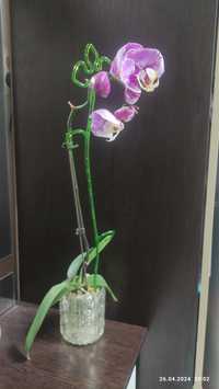 Орхидея Дорисенопсис Стандарт 66см