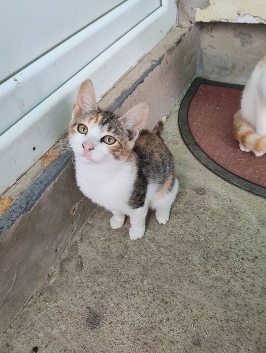 Spre adopție pisoi drăgălași