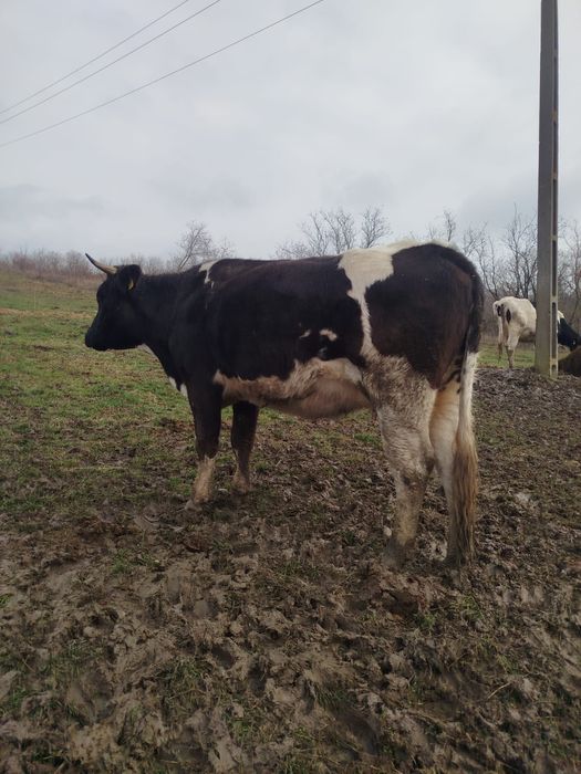 Vacă gestanta la a doua fătare