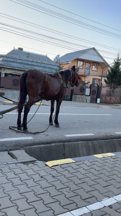De vânzare cal castrat