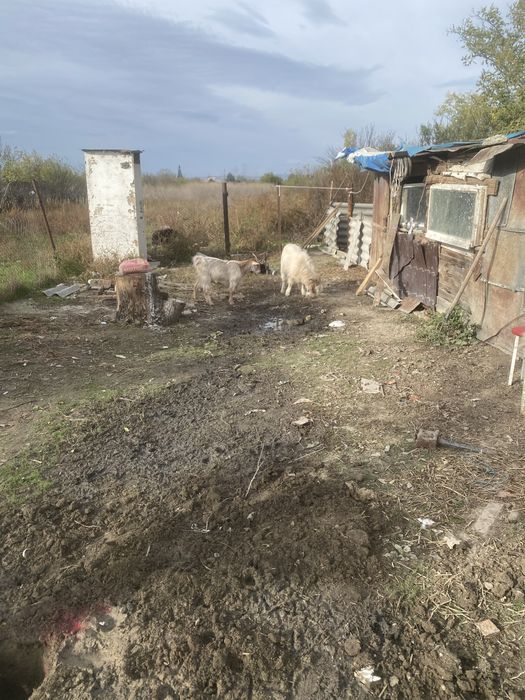 Se vinde 2 capre sui un tap de anul asta