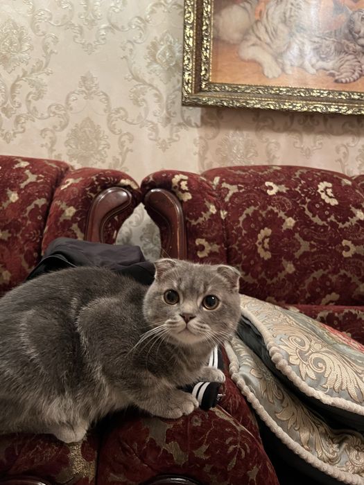 Шотланский мысық