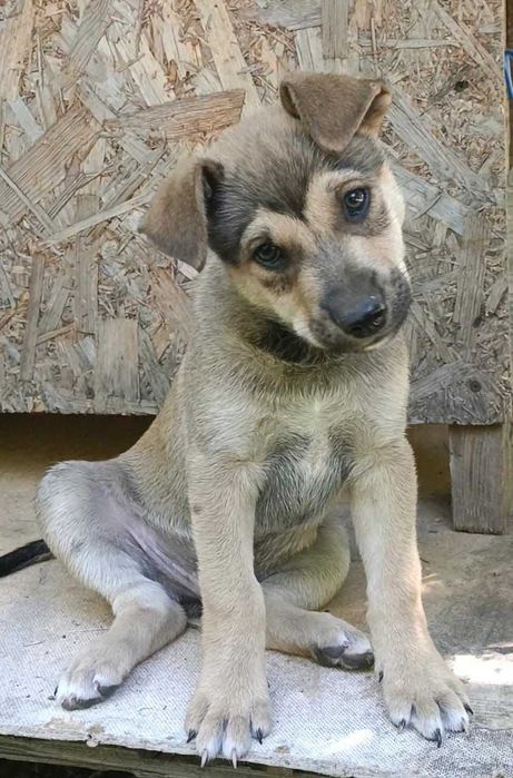 Пропал щенок. Помогите найти!