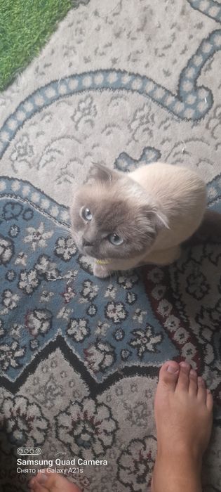 Mushuk sotiladi ona bola bolasi 3 oylik sog'lom duxtir utkazilgan onas