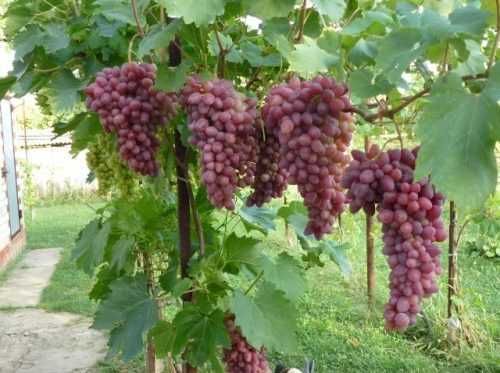 Butasi Vita De Vie Soiul Senator Rosu