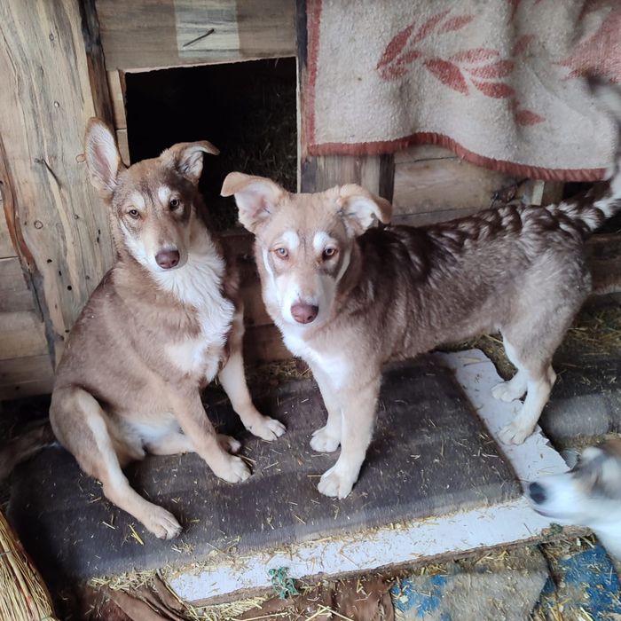 Ищем дом не проходите мимо!