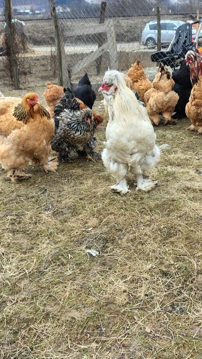 Vind oua pentru incubat 12 lei bucata