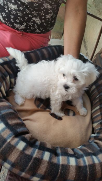 Bichon Maltez/Bison Talie Mica