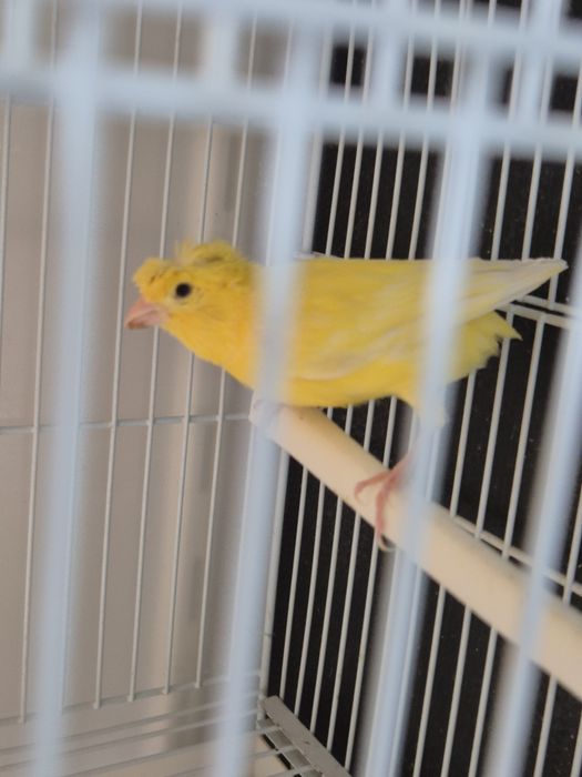 Vand sau schimb canari papagali si gaini