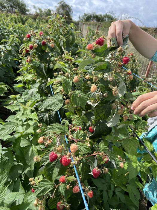 Разсад целогодишни малини