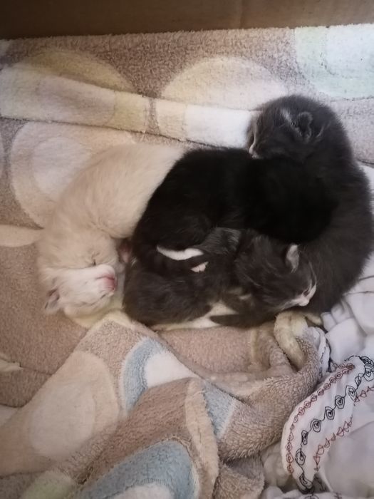 Мушукчалар масулиятли кишилар учун