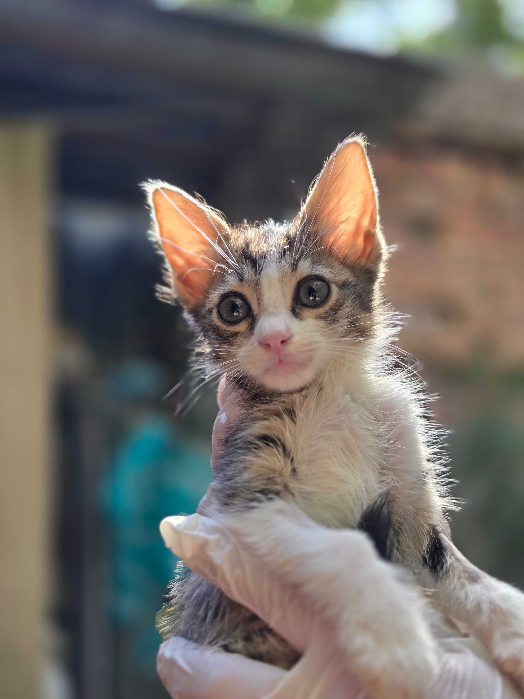 Котята, 1-2 месяца