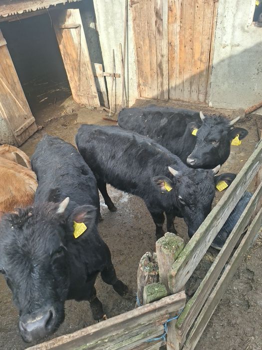 Vând vitei si vitele