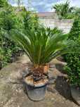 Plante ornamentale