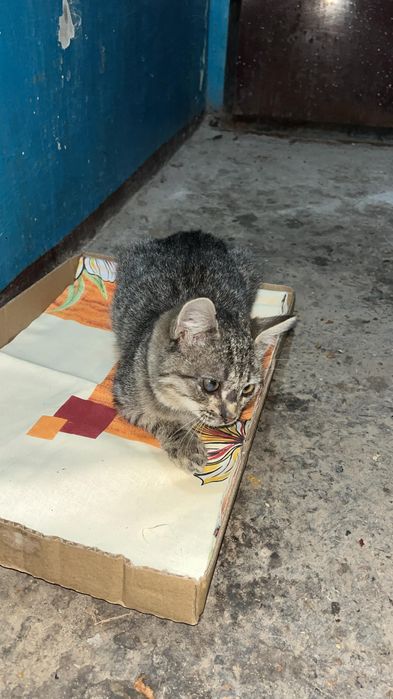 Бездомные кошечки в добрые руки