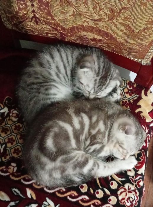 Котята веслауха в хорошиғ руки