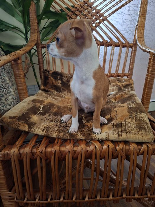 Чихуа хуа момченце търси своето семейство