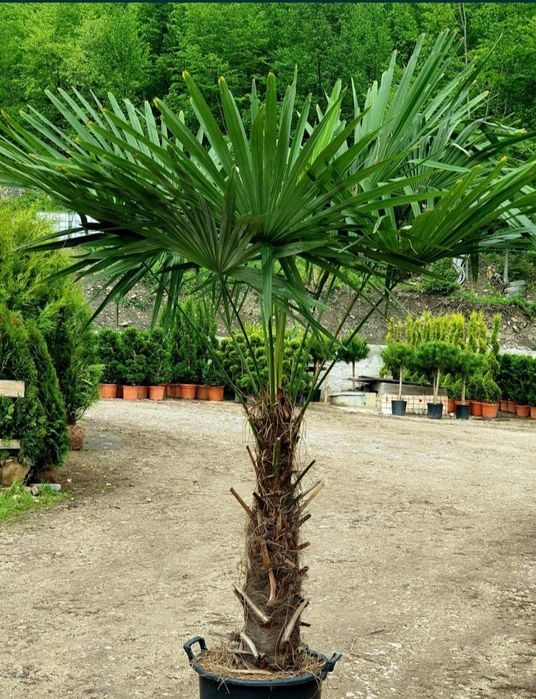 Palmier rezista la frig Trachycarpus Fortunei, rezista la îngheț
