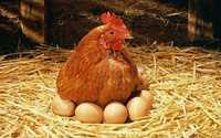 Инкубационные яйца от домашних кур разных пород