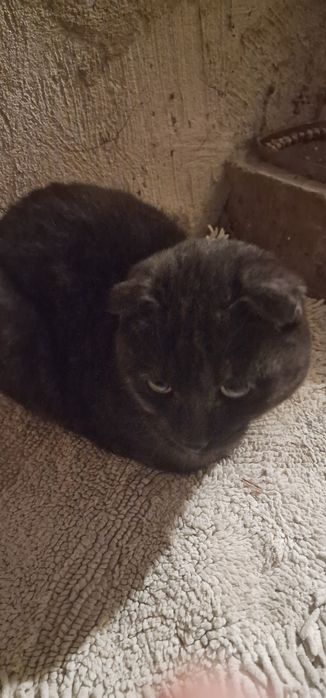 Срочно! Найден кот 3 ноября 2025!