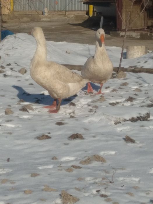 Гуси порода «линда»