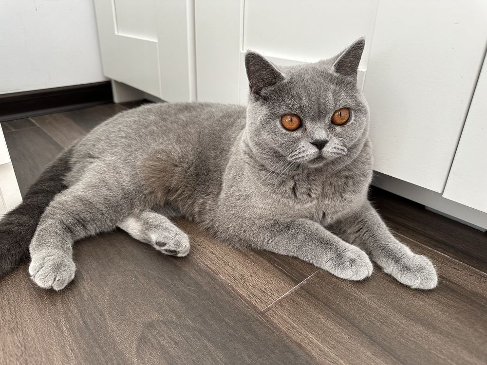 Femela british shorthair