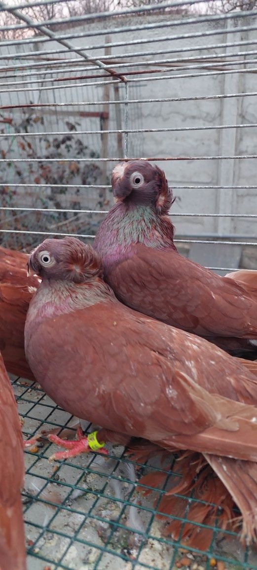 Porumbei jucatori bimotati,siberieni,takla