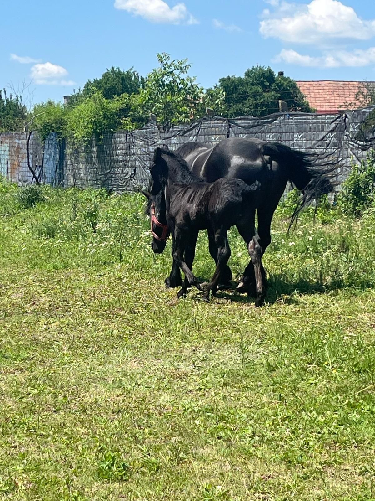 Iapa semigrea românească