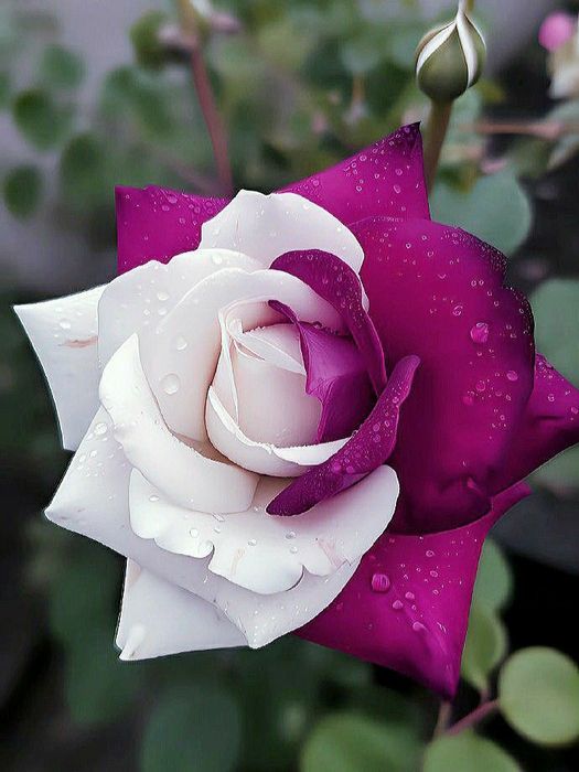 Trandafiri englezesc  cu licenta intens parfumati