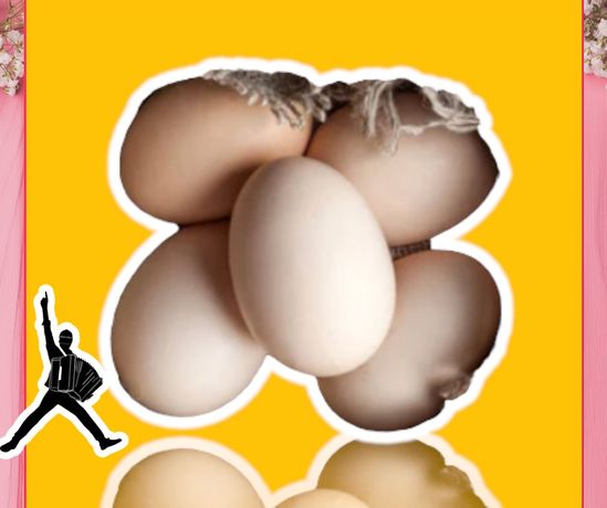 Инкубационное яйцо бройлер росс 308 самцы до 3.5 кг вес