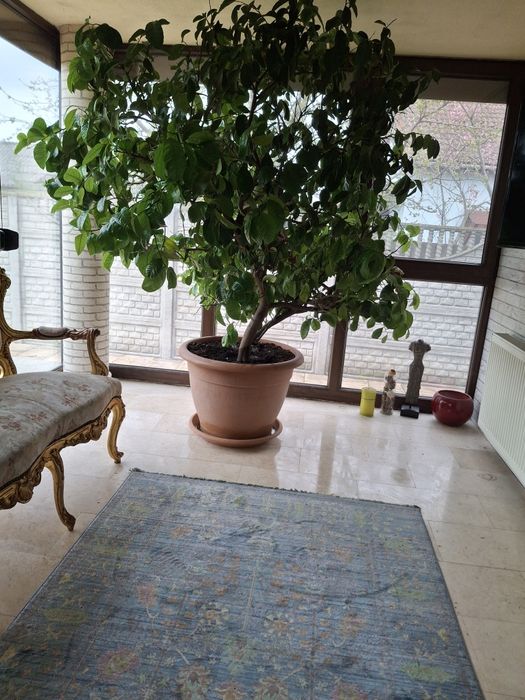 Lamai foarte frumos sanatos si foarte mare