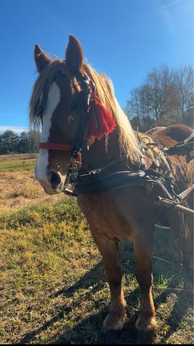 Cal castrat de 5 ani