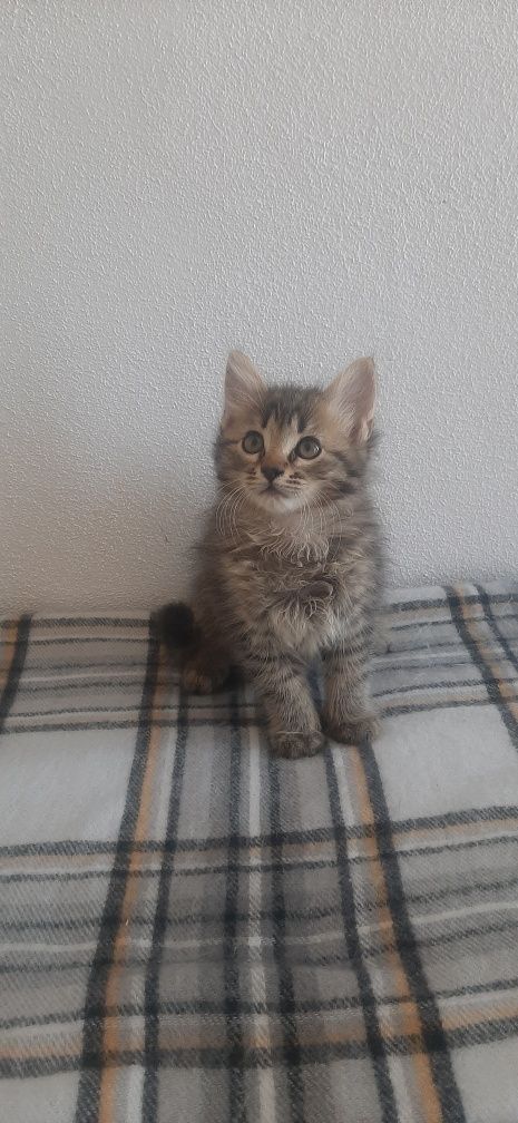 Pui de pisica spre adoptie care au 8 saptamani