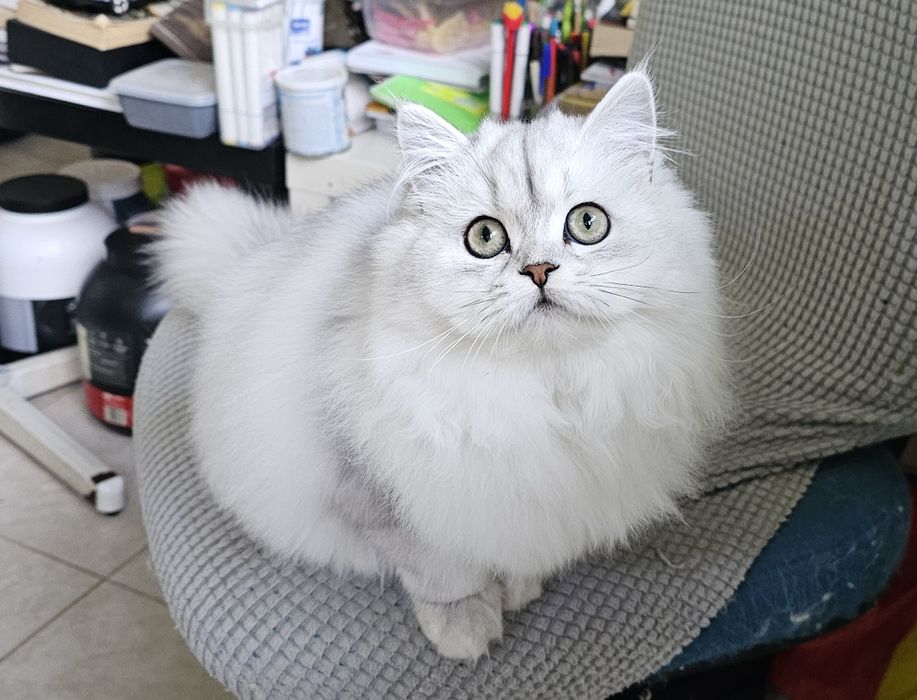 Британски дългокосмести котенца