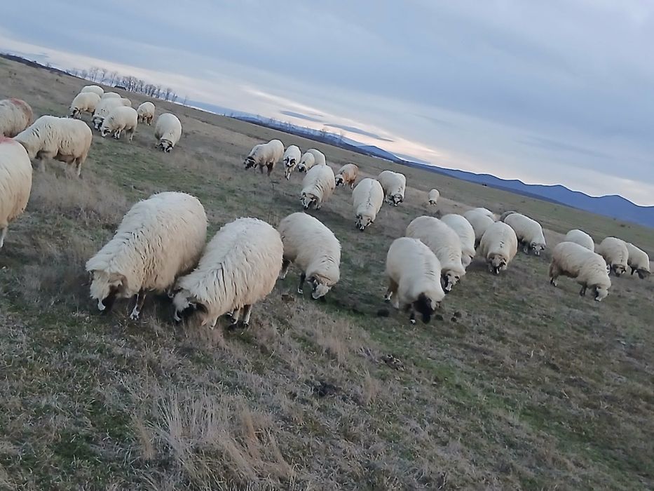 De vânzare oi breze