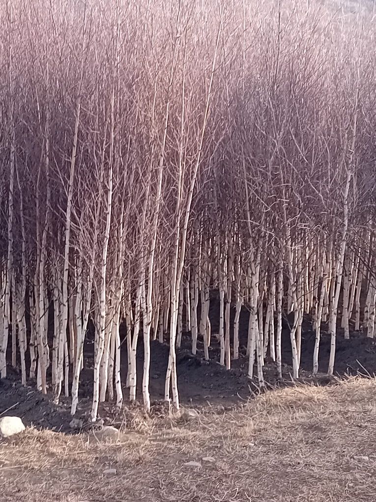 Vând mesteacăn alb ornamental