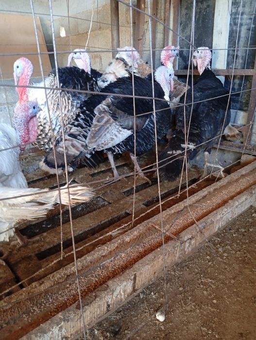 Индюктар 1 жарым жылдық