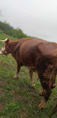 Vand vaca Baltata Româneasca și viticaa
