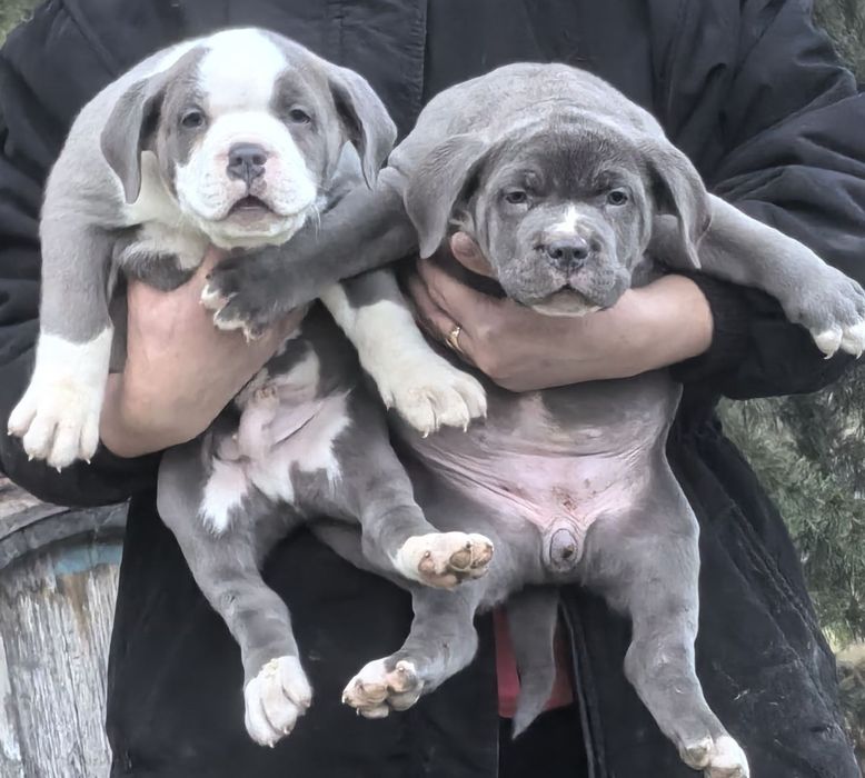 Американско Були ХЛ / American Bully XL  2 момчета и 2 момичета