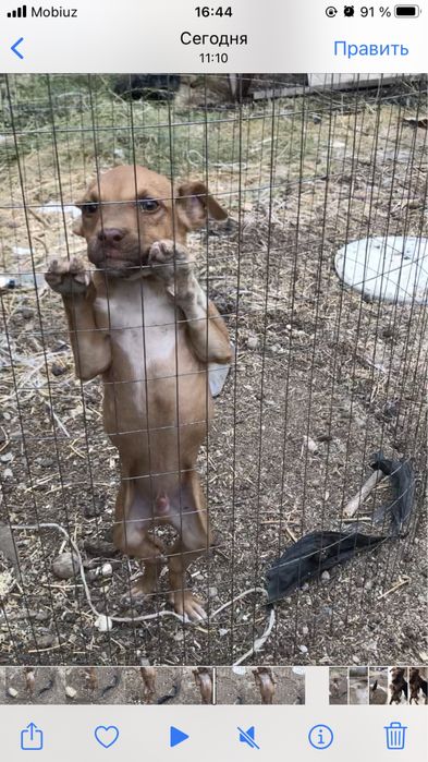 Pidbull sotilad erkak