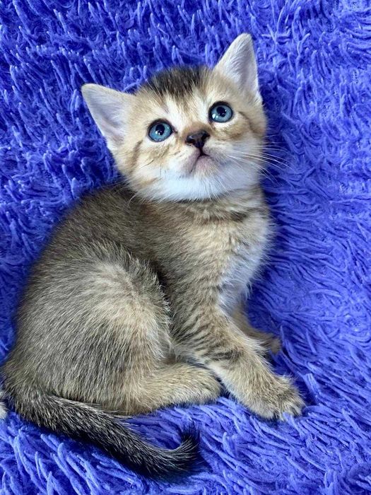 котята в шикарном окрасе шиншилла