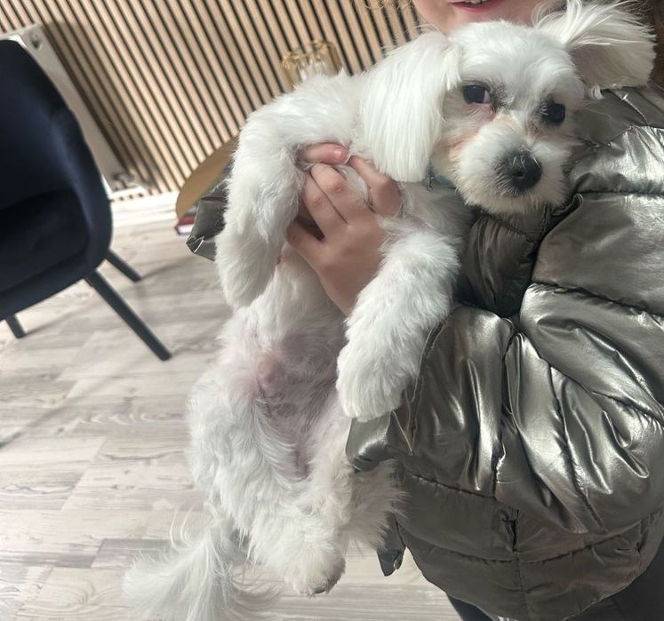 Donez bison maltez , mascul 12 luni,