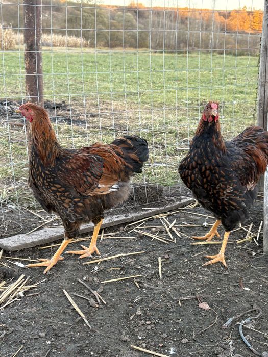 Cocosi tineri diferite rase