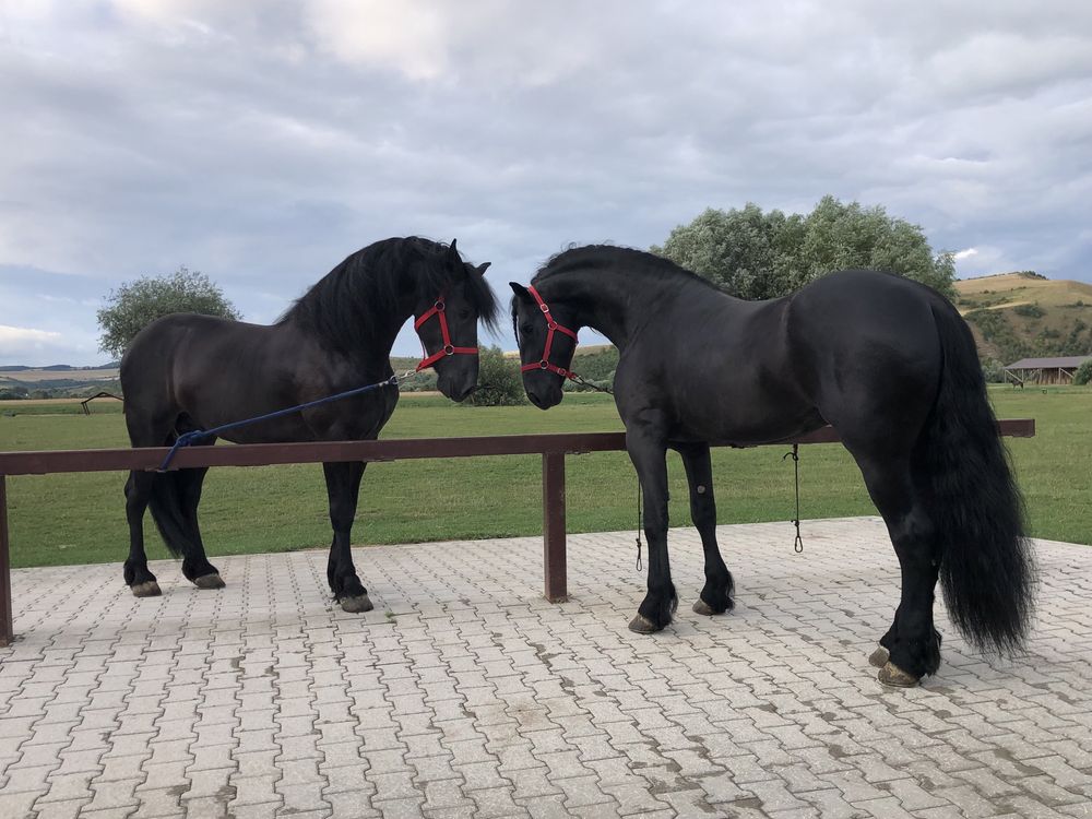 Iapa Frizian armasar Friesian