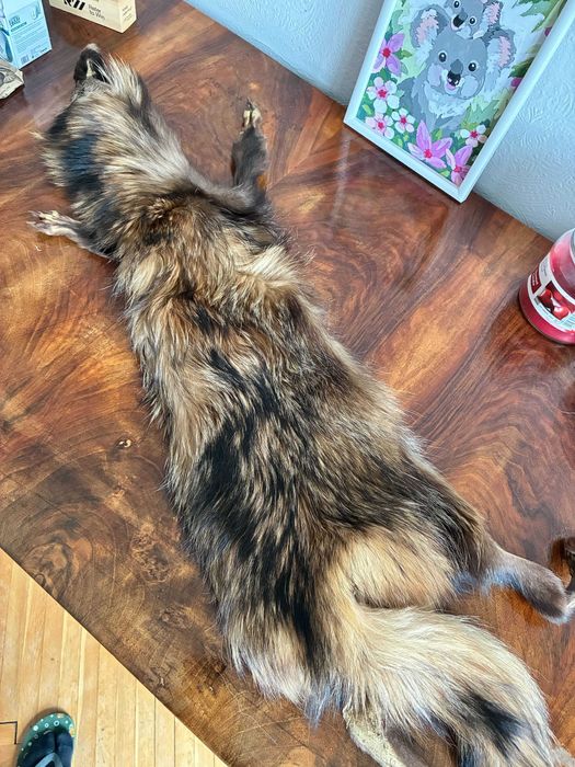 Яка от лисица естествена - намалена цена