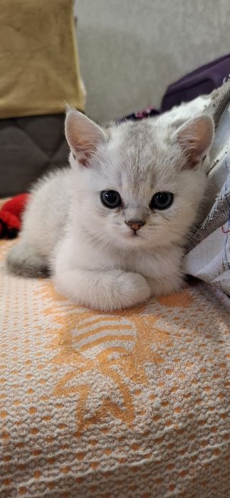 Чистокровные котята от правильной вязки