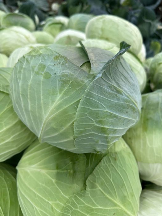 Varză de toamnă de la Făget