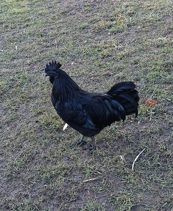 Cocosei Ayam Cemani